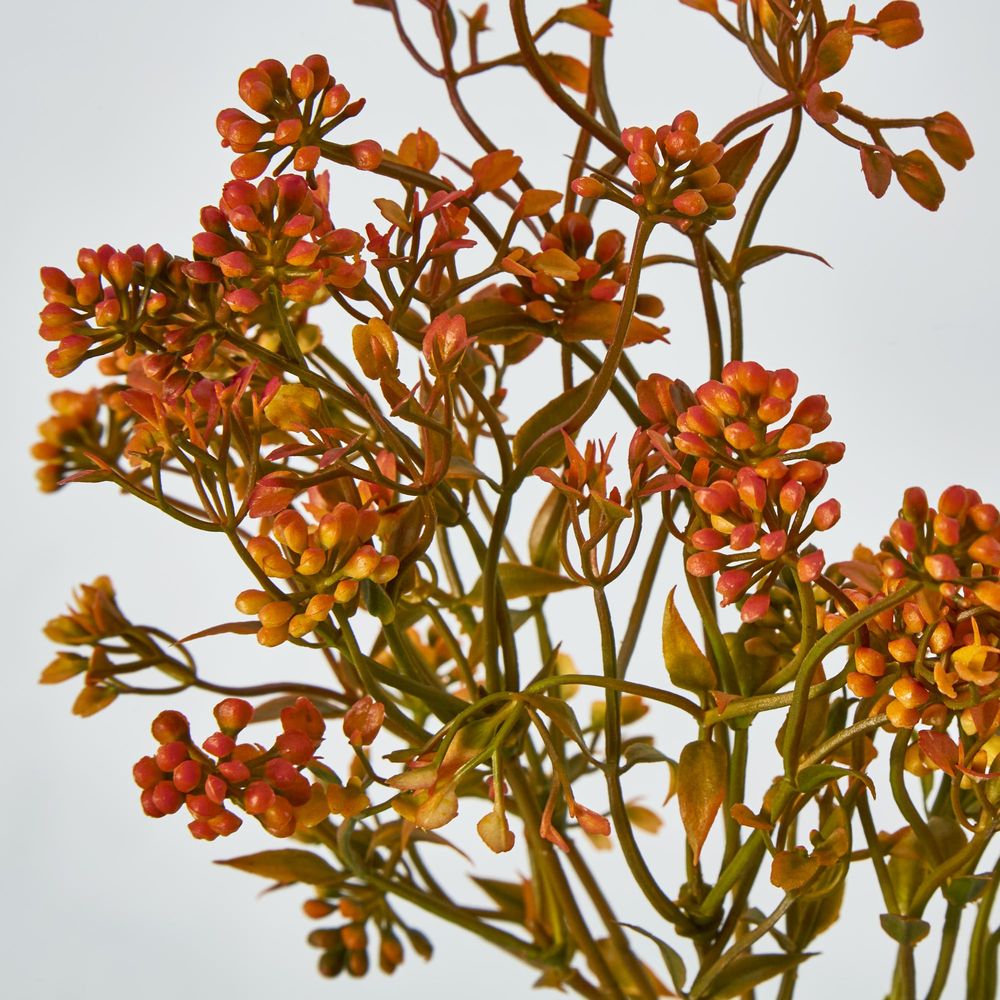 Badassi Bush With Orange Flowers