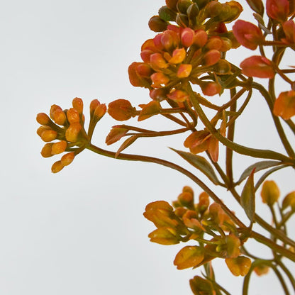 Badassi Bush With Orange Flowers