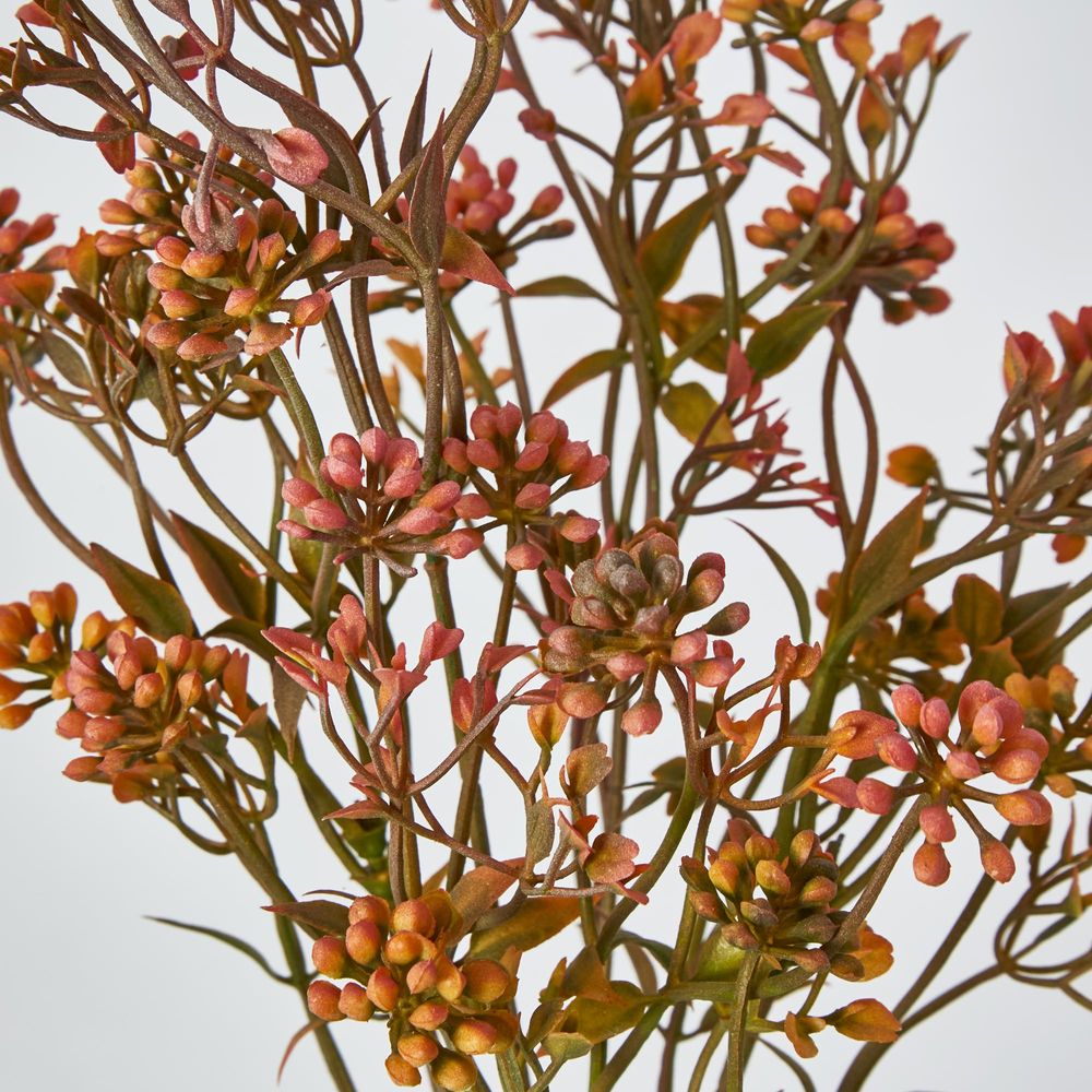 Badassi Bush With Peach Flowers