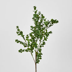 Light Green Boxwood Spray