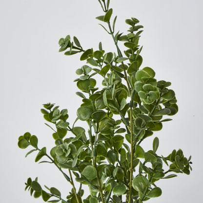 Light Green Boxwood Spray