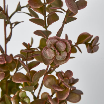 Dark Green Boxwood Spray