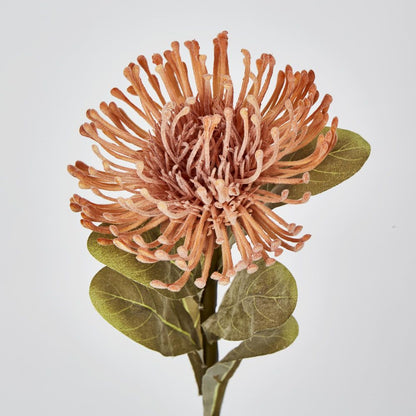 Peach Leucospermum