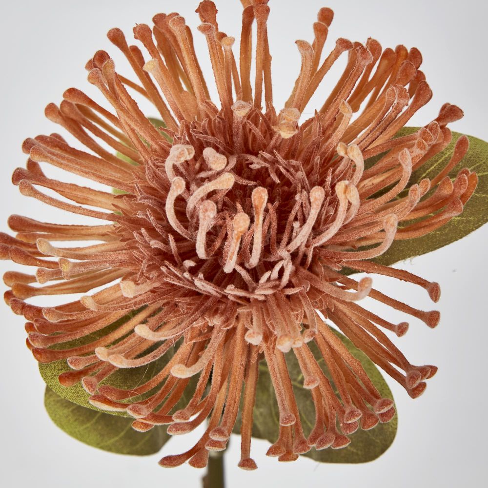 Peach Leucospermum