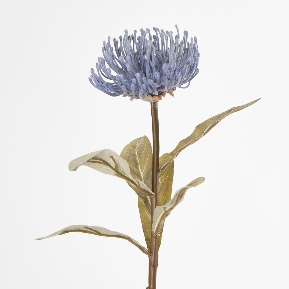 Blue Leucospermum