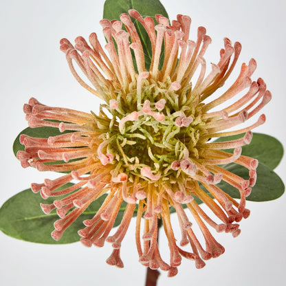 Orange Leucospermum