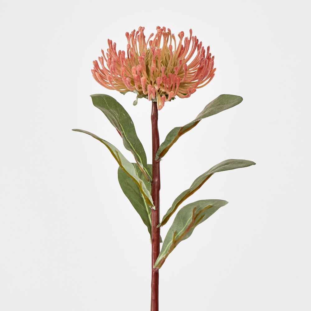 Orange Leucospermum