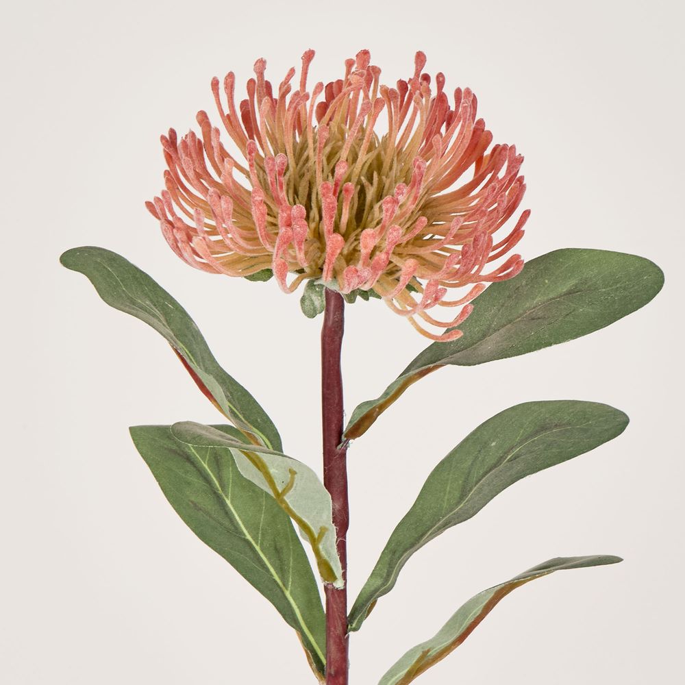 Orange Leucospermum