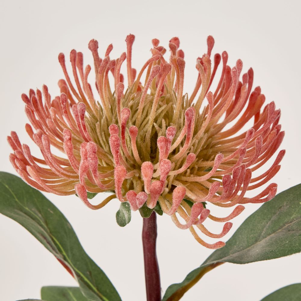 Orange Leucospermum