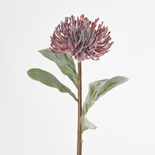 Burgundy Leucospermum