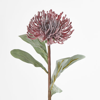 Burgundy Leucospermum