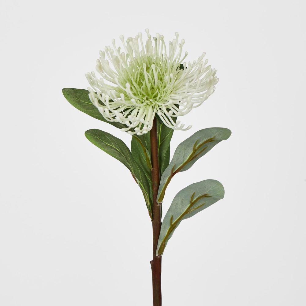 White Leucospermum