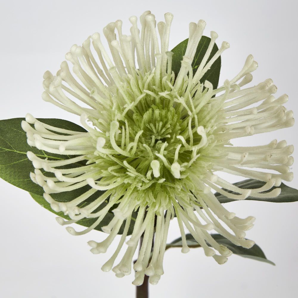 White Leucospermum