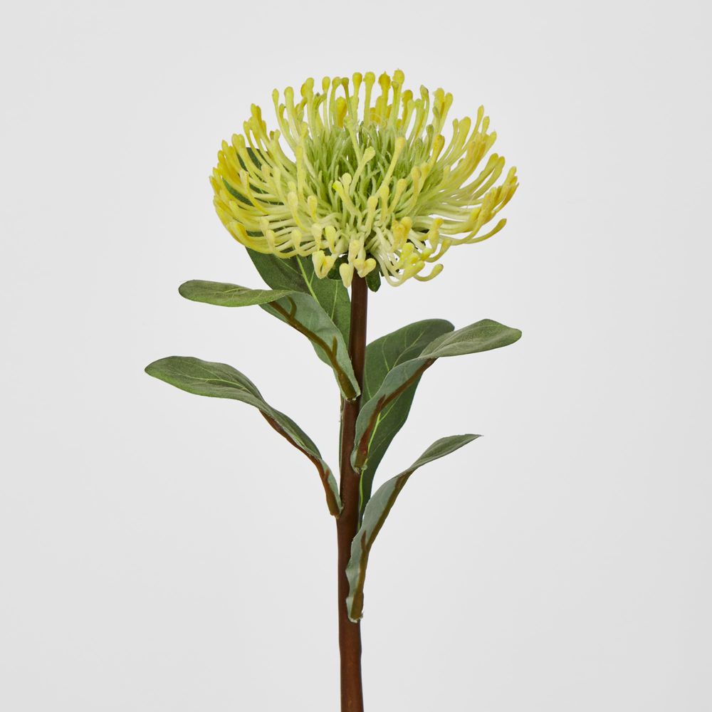 Yellow Leucospermum