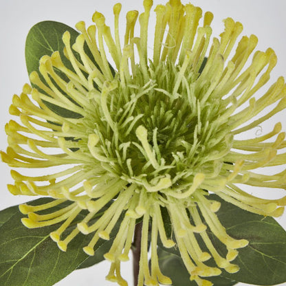 Yellow Leucospermum