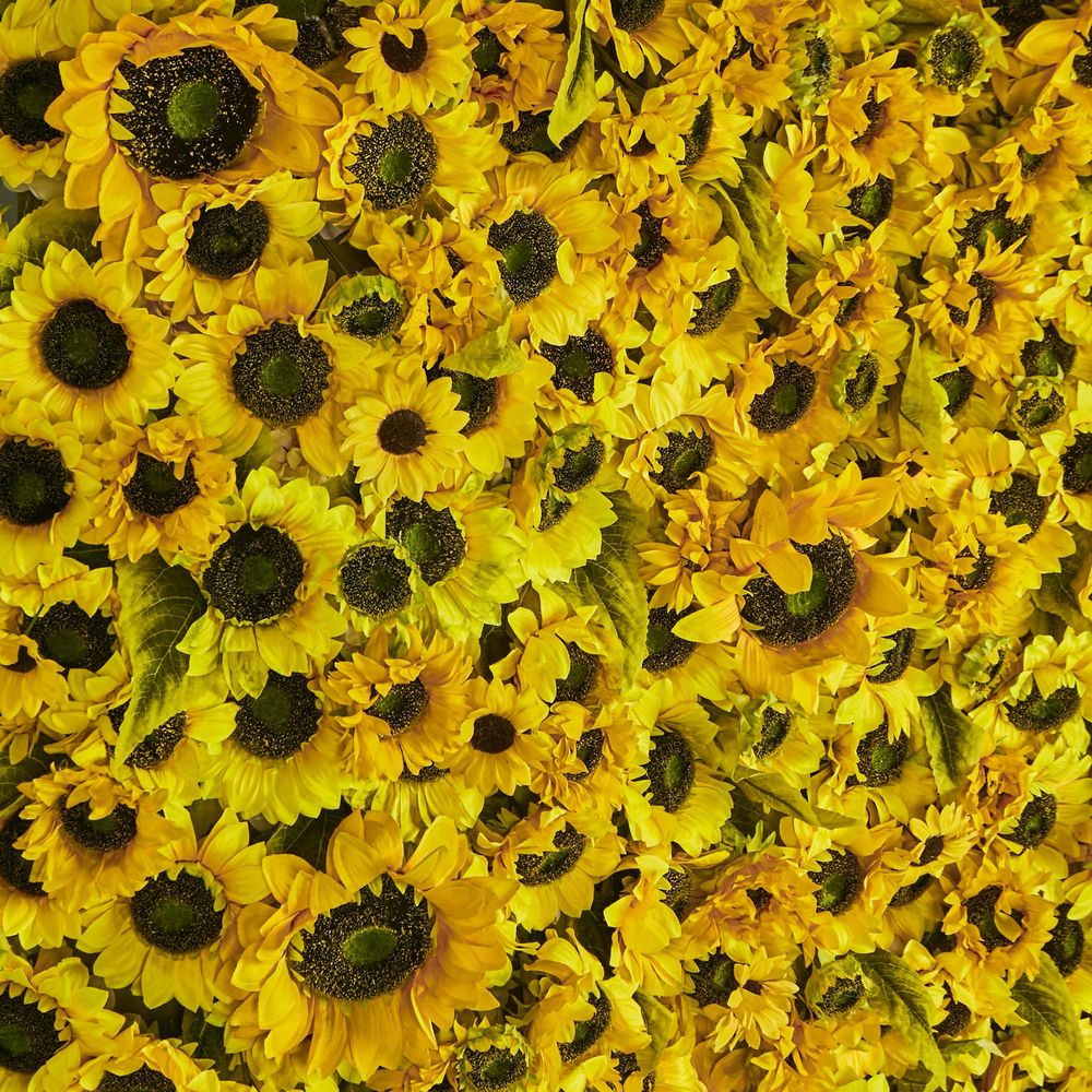 Yellow Sunflower Wall