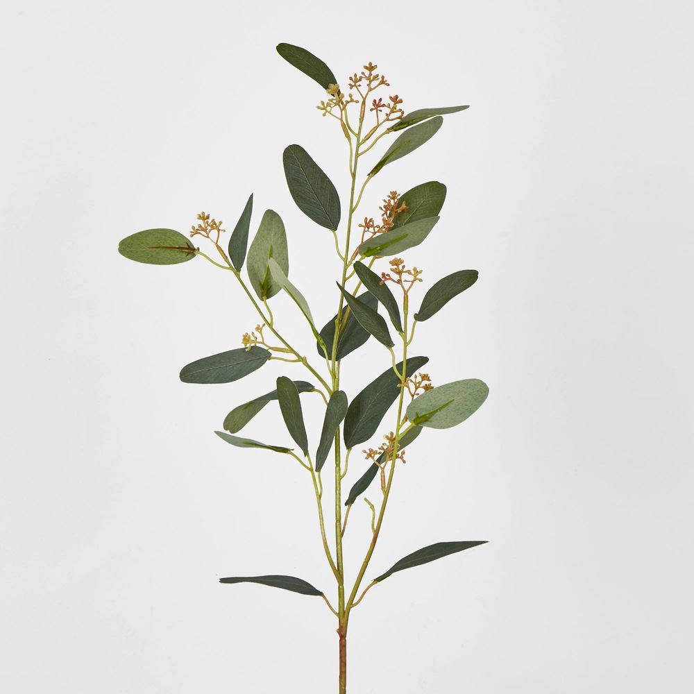 Eucalyptus Spray With Seed