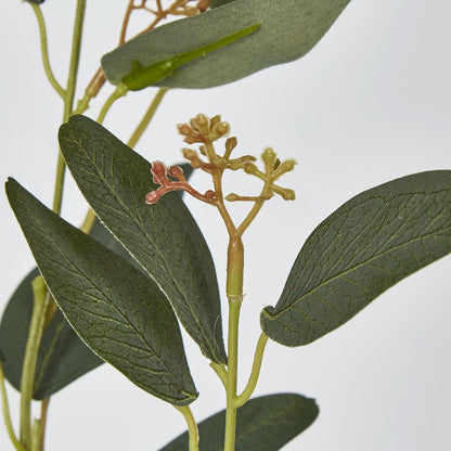 Eucalyptus Spray With Seed