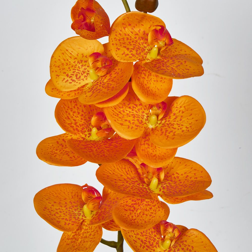 Orange Phalaenopsis Orchid 7 Flowers One Bud