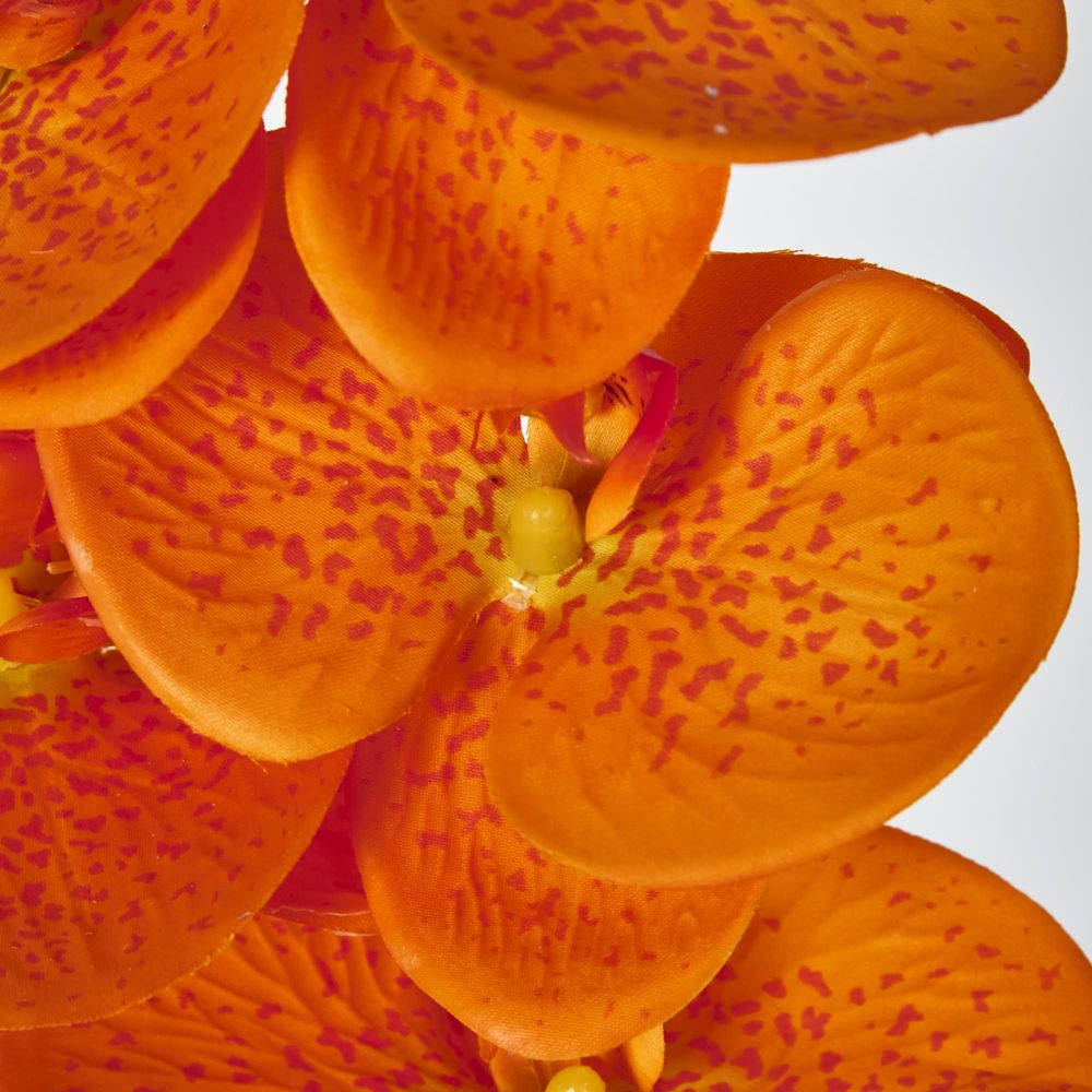 Orange Phalaenopsis Orchid 7 Flowers One Bud