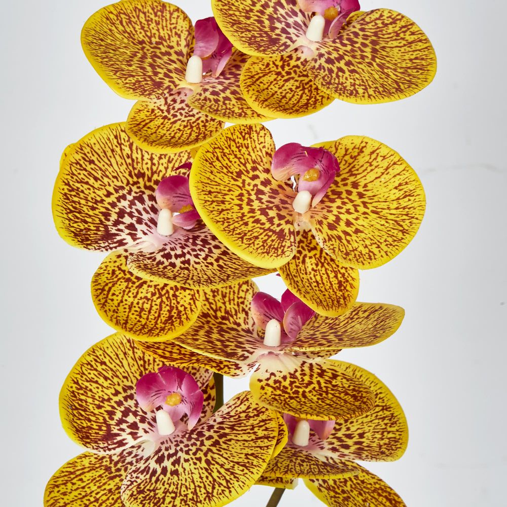 Yellow Phalaenopsis Orchid 7 Flowers One Bud