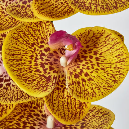 Yellow Phalaenopsis Orchid 7 Flowers One Bud