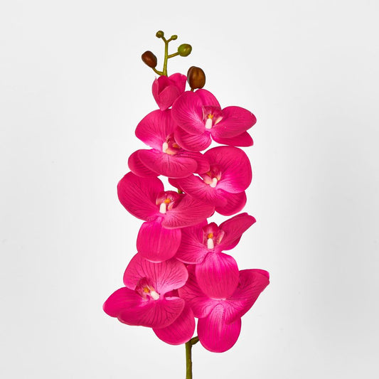 Hot Pink Phalaenopsis Orchid 7 Flowers One Bud