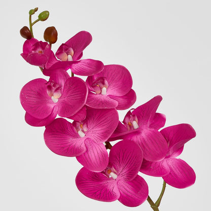 Purple Phalaenopsis Orchid 7 Flowers One Bud