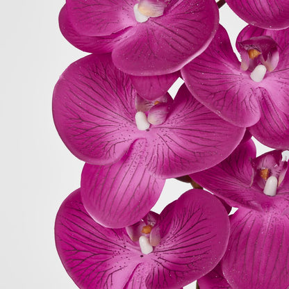 Purple Phalaenopsis Orchid 7 Flowers One Bud