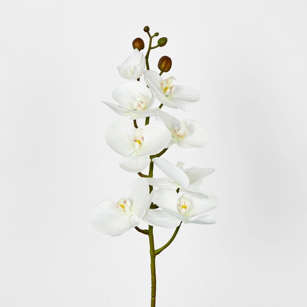 White Phalaenopsis Orchid 7 Flowers One Bud