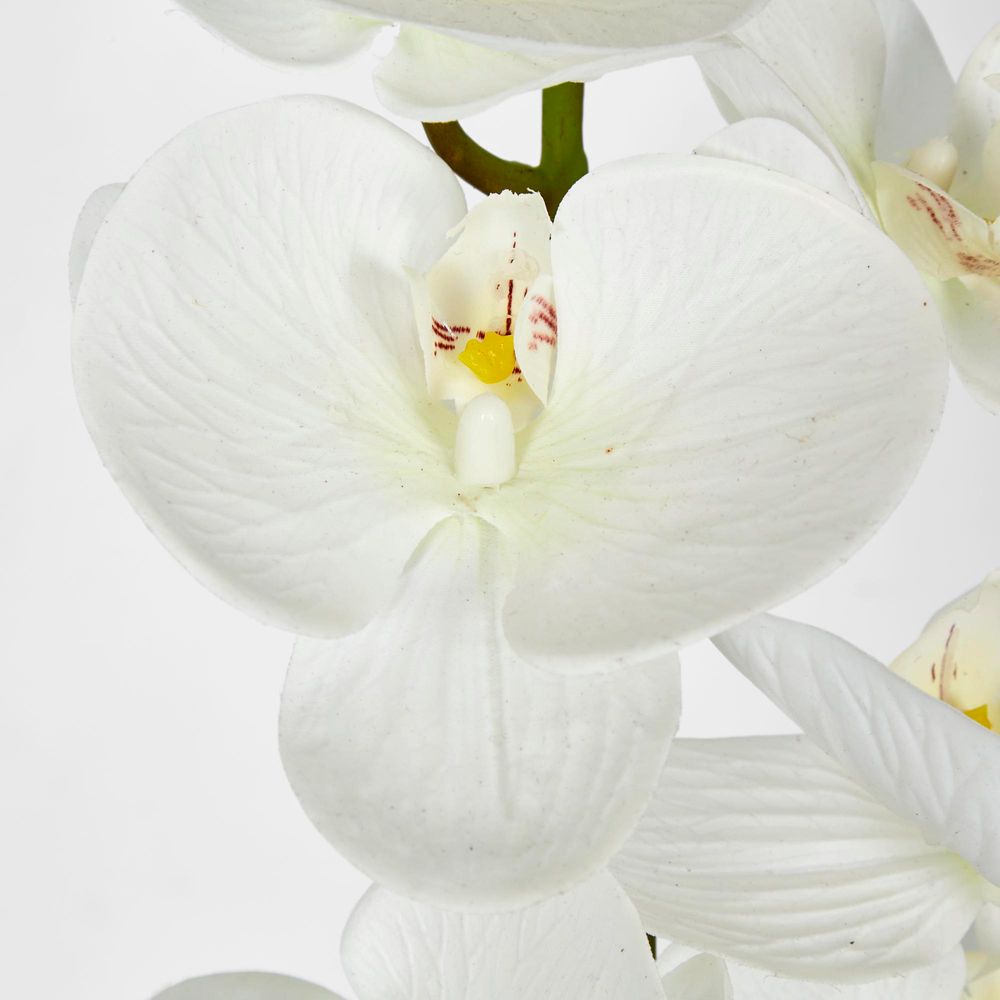 White Phalaenopsis Orchid 7 Flowers One Bud