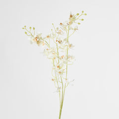 White Dendrobium Spray