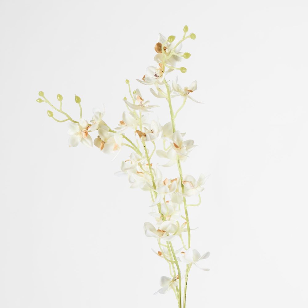 White Dendrobium Spray