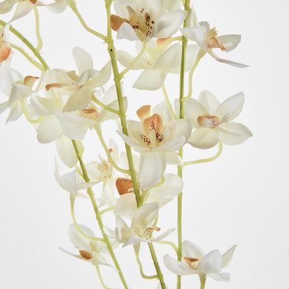 White Dendrobium Spray