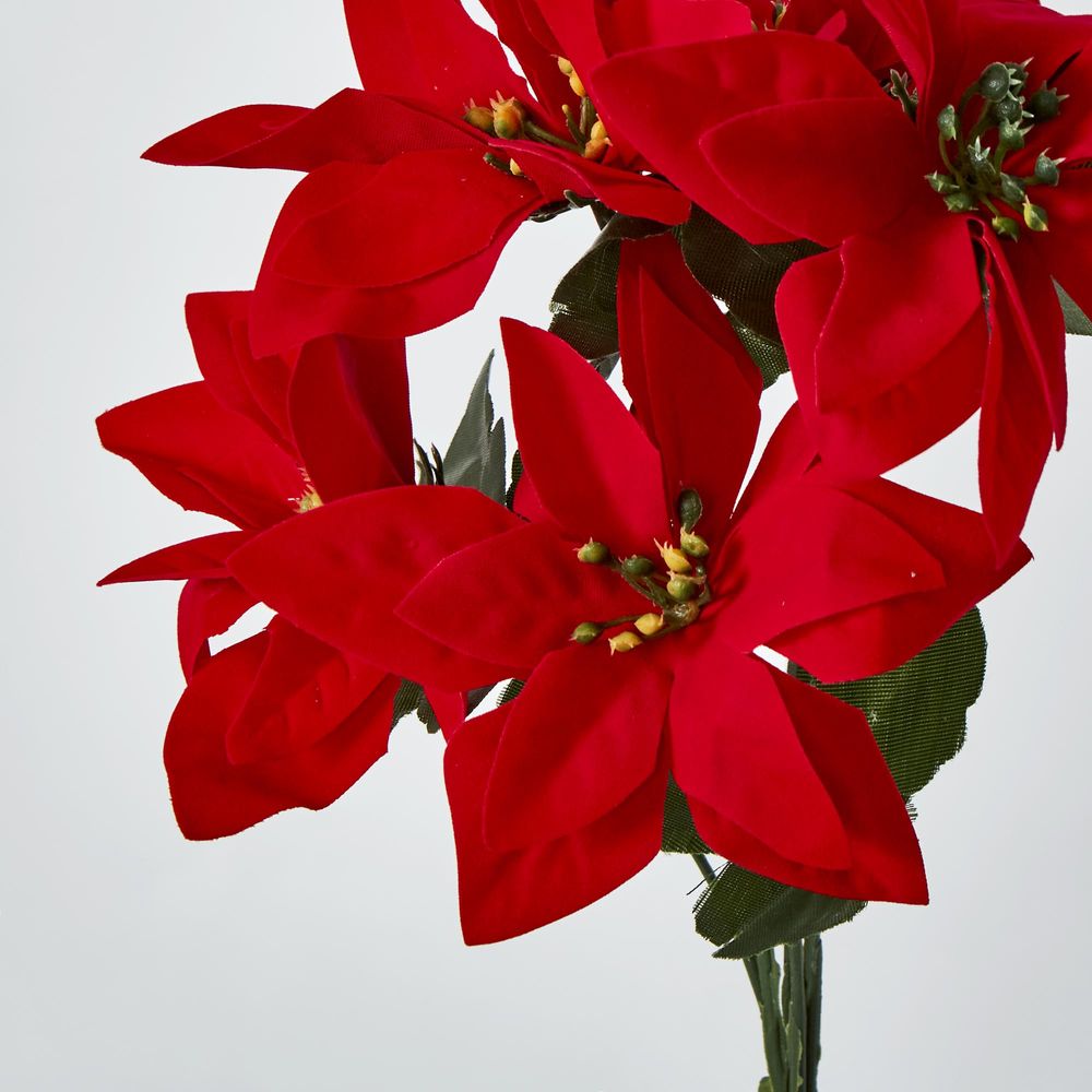 Poinsettia Bush Sold In Box Qty Only