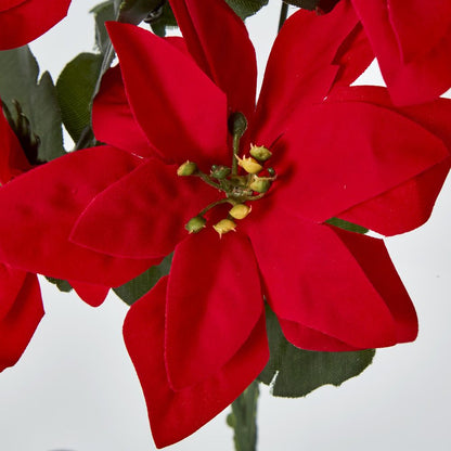 Poinsettia Bush Sold In Box Qty Only