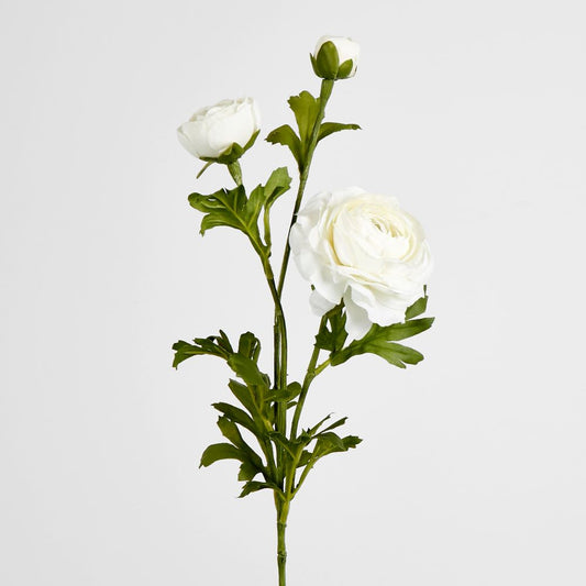 White Ranunculus Spray X 3