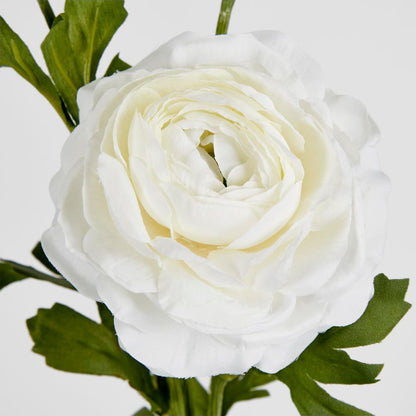 White Ranunculus Spray X 3