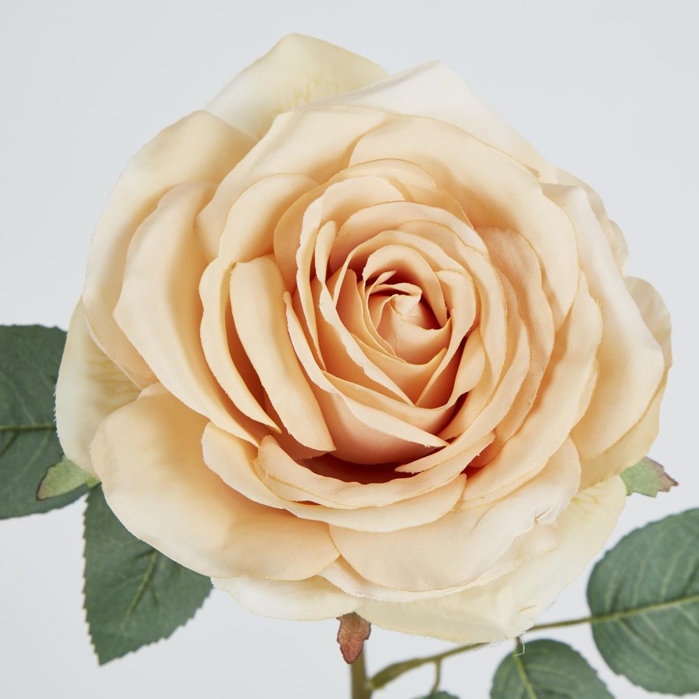 Butter Cream Rose 63Cm