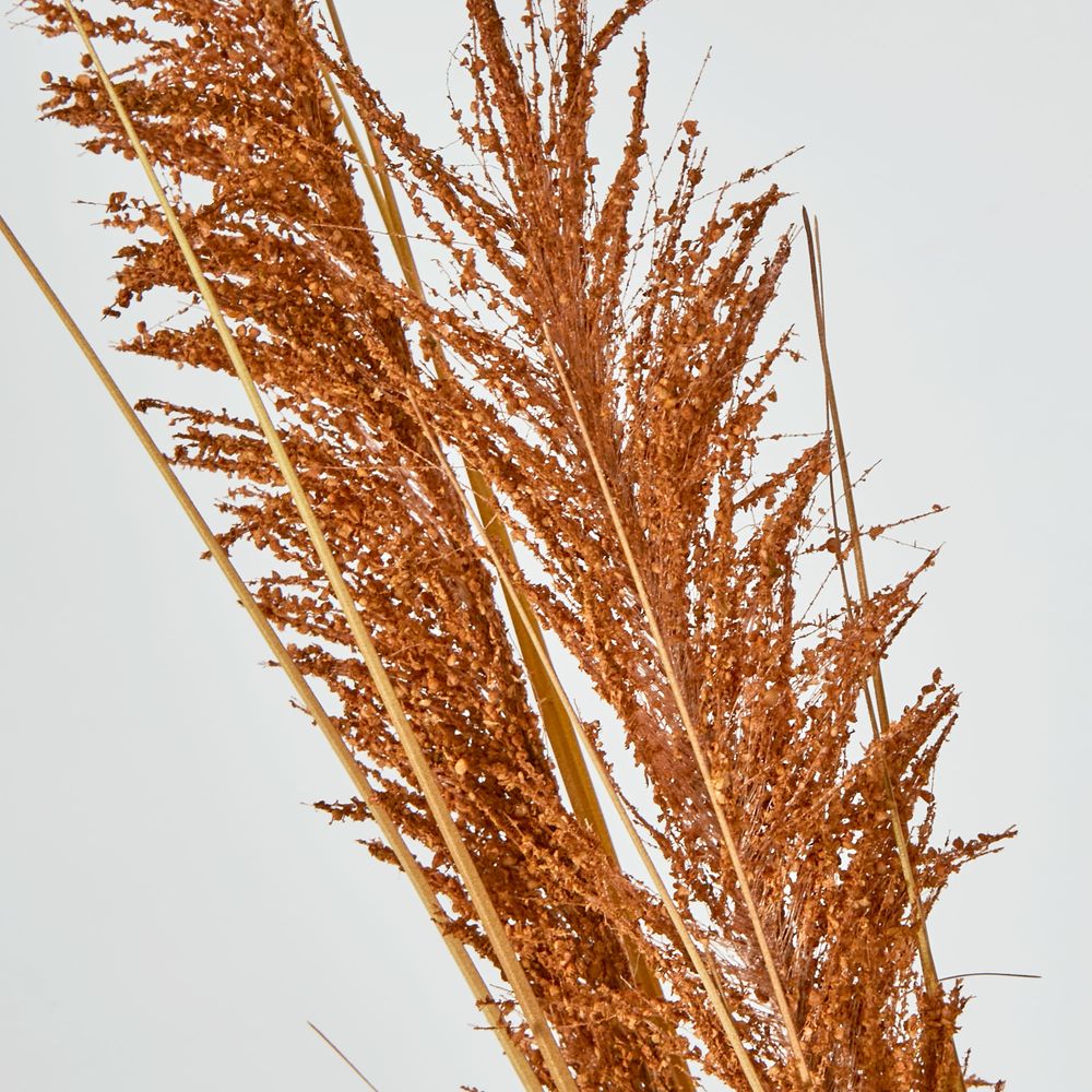 Brown Pampas Spray