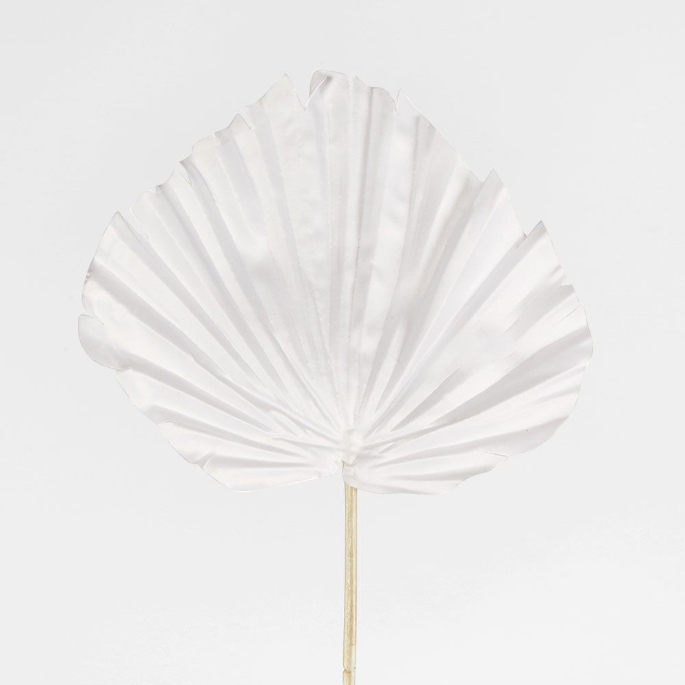 White Palm Leaf