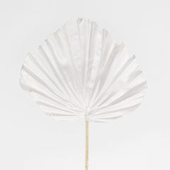 White Palm Leaf