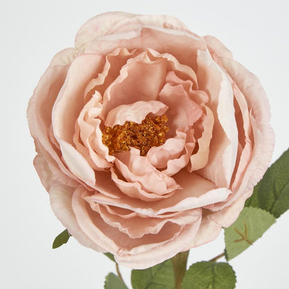 63Cm Blush Pink Cabbage Rose