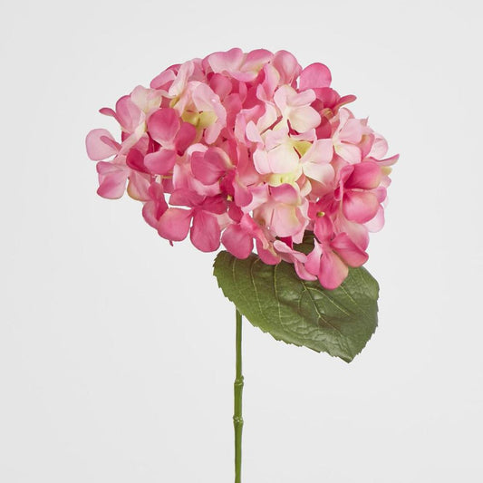 双色粉红绣球花