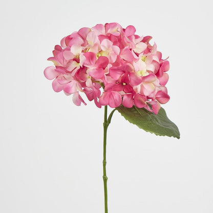 双色粉红绣球花