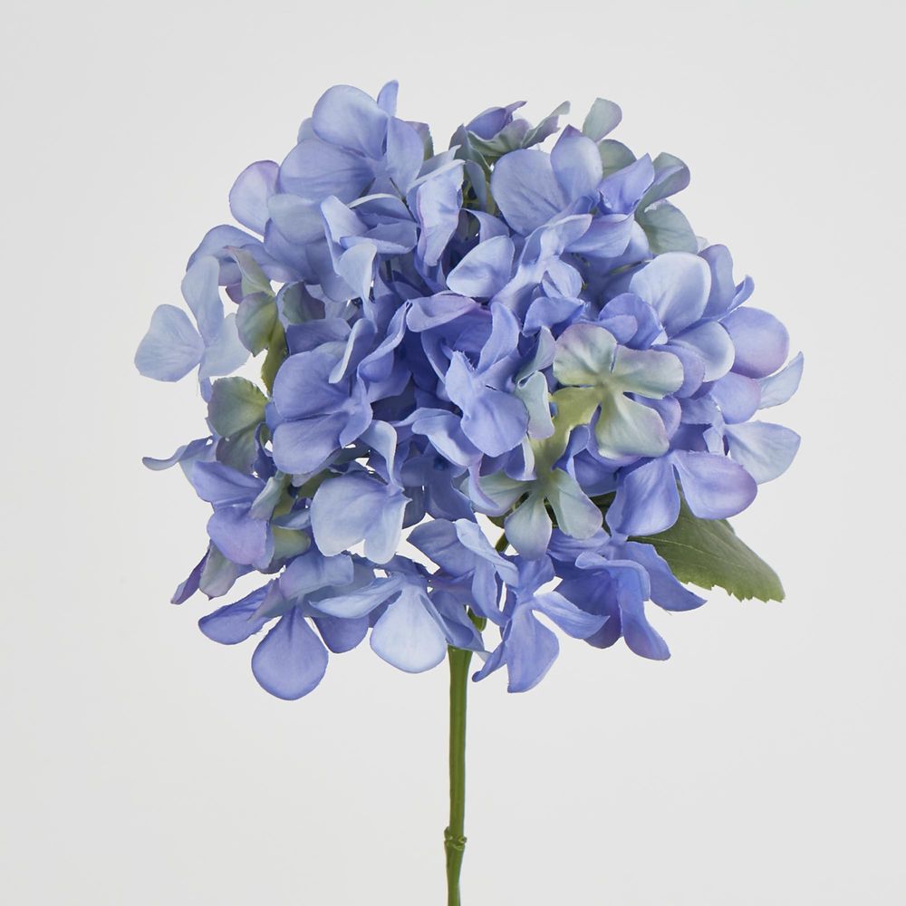 Blue Hydrangea