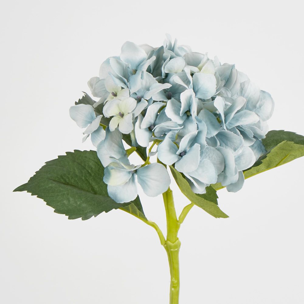 Slate Blue Hydrangea