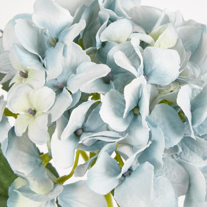 Slate Blue Hydrangea