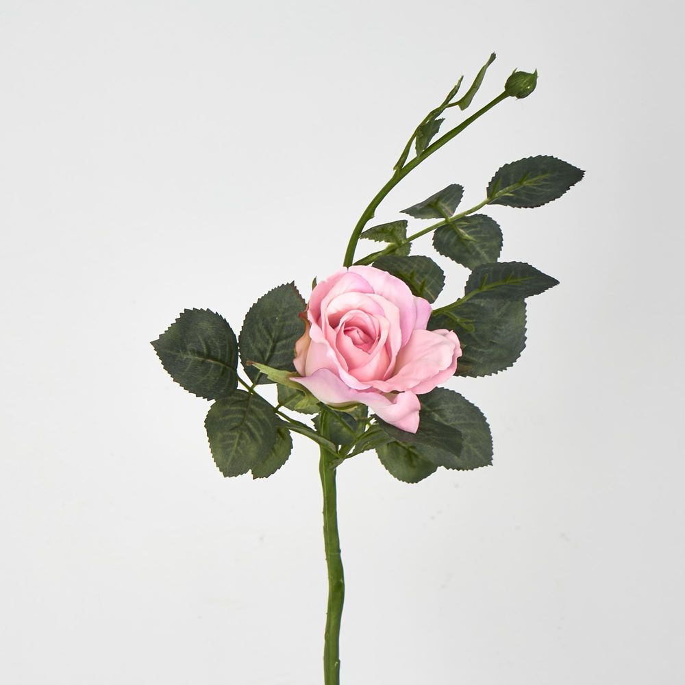 Short Stem Pink Alice Rose