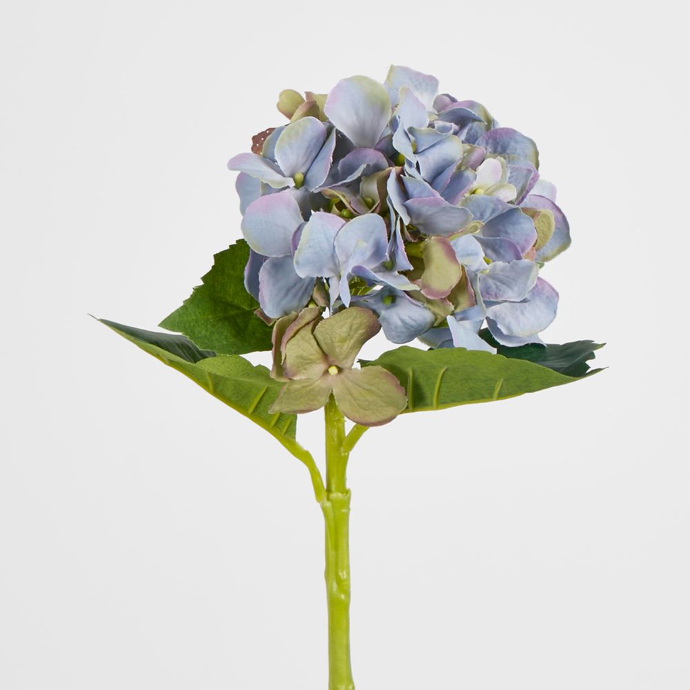 Hydrangea